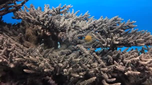 Coral colorido en fondo arenoso profundo bajo el agua en el mar Rojo . — Vídeo de stock