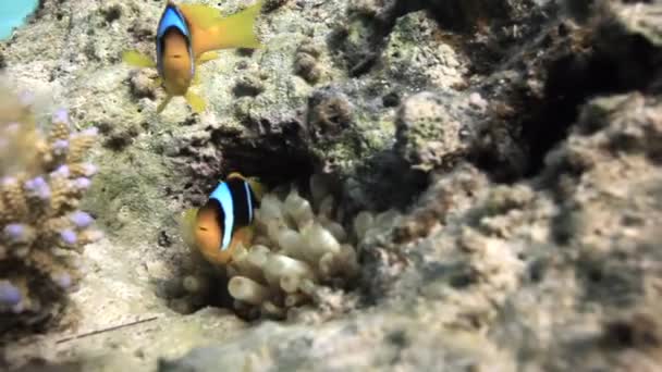 Anemone actinium a clownfish pod vodou v Rudém moři. — Stock video