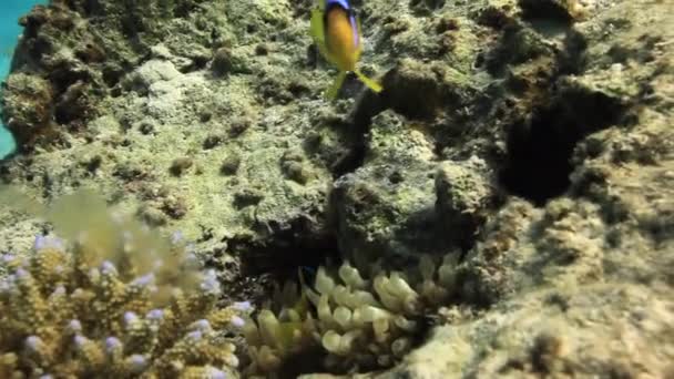 Anemone aktinium och clownfiskar under vattnet i Röda havet. — Stockvideo