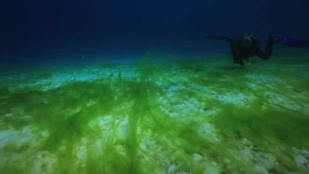 Camarógrafo buceador nadando sobre algas verdes en un fondo arenoso bajo el agua en el Mar Rojo . — Vídeo de stock