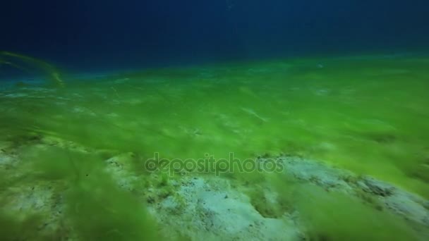 Algas verdes en un fondo arenoso profundo bajo el agua en el Mar Rojo . — Vídeo de stock