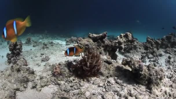 Anemone actinium a clownfish pod vodou v Rudém moři. — Stock video