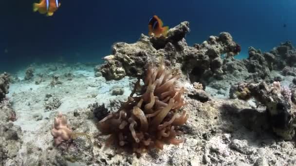 Anemone actinium a clownfish pod vodou při hledání potravy v Rudém moři. — Stock video