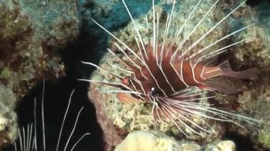 Mercanlar üzerinde arka plan sualtı manzara Red Sea'deki/daki Scorpionfish.