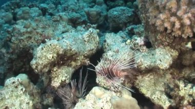 Mercanlar üzerinde arka plan sualtı manzara Red Sea'deki/daki Scorpionfish.