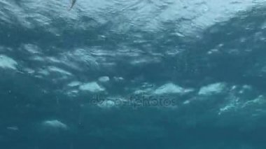 Red Sea'deki/daki temiz temizlemek sualtı manzara.