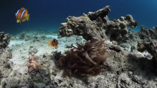 Anemone actinium a clownfish pod vodou v Rudém moři. — Stock video
