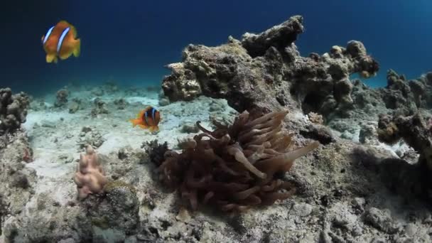 Anemone actinium en anemoonvis onderwater in de rode zee. — Stockvideo