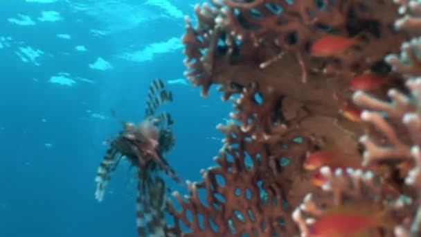 Skolan av fisk och skorpionfisk på bakgrunden undervattenslandskap i Röda havet. — Stockvideo