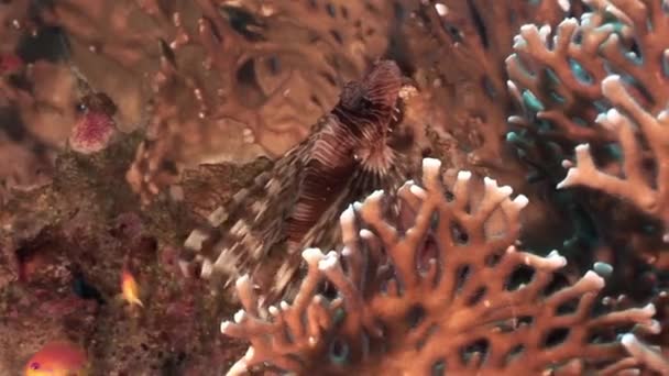 Skolan av fisk och skorpionfisk på bakgrunden undervattenslandskap i Röda havet. — Stockvideo