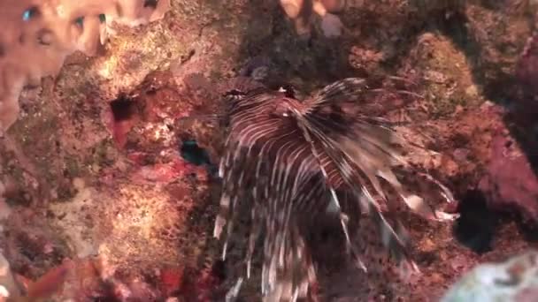 Scorpionfish Red Sea'deki/daki sualtı manzara arka plan üzerinde. — Stok video