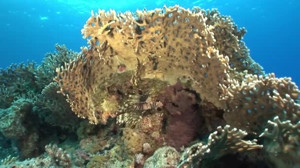 Scorpionfish in corals on background underwater landscape in Red sea. — Stock Video