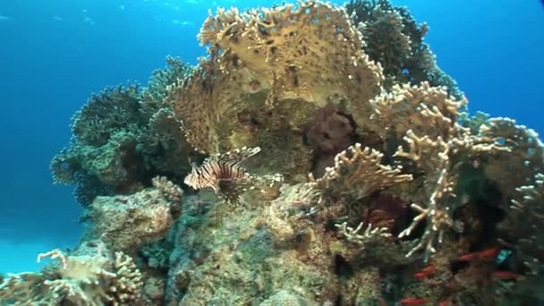 Scorpionfish in koralen op achtergrond onderwater landschap in de rode zee. — Stockvideo