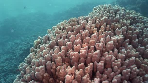 Corales en el paisaje submarino en el Mar Rojo . — Vídeos de Stock