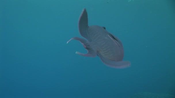 Surgeon fish on background underwater landscape in Red sea. — Stock Video