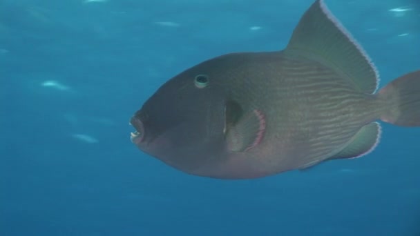 Doktorfisch auf Hintergrund Unterwasserlandschaft im roten Meer. — Stockvideo