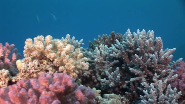 Corais em água azul clara limpa no mar Vermelho . — Vídeo de Stock