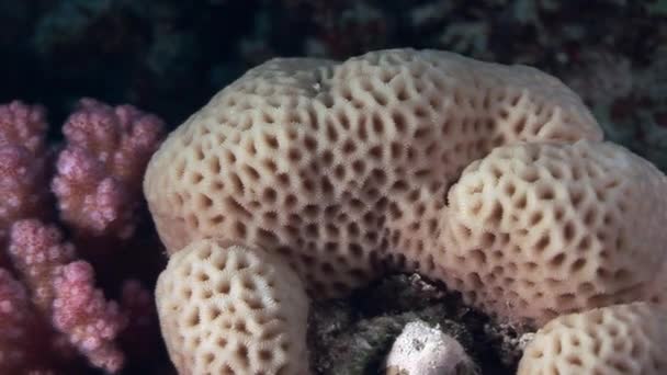 Корали у вигляді сфери на тлі підводних пейзаж у Червоному морі. — стокове відео