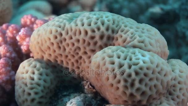 Korall-gömb, a Vörös-tenger formájában. — Stock videók