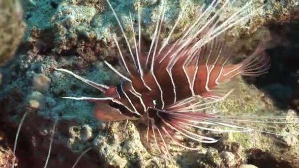 Scorpionfish in corals on background underwater landscape in Red sea. — Stock Video