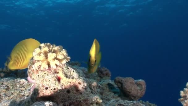 Peces mariposa en coral en el Mar Rojo . — Vídeos de Stock