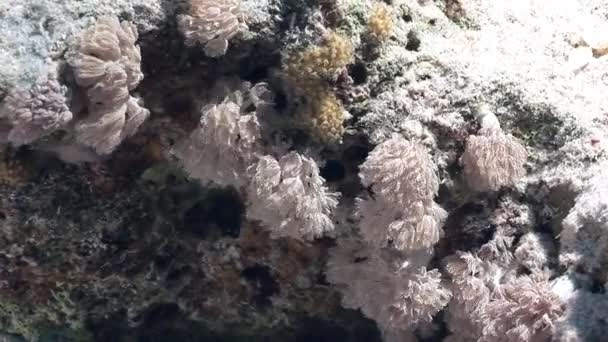 Мягкие кораллы на фоне подводного ландшафта в Красном море . — стоковое видео