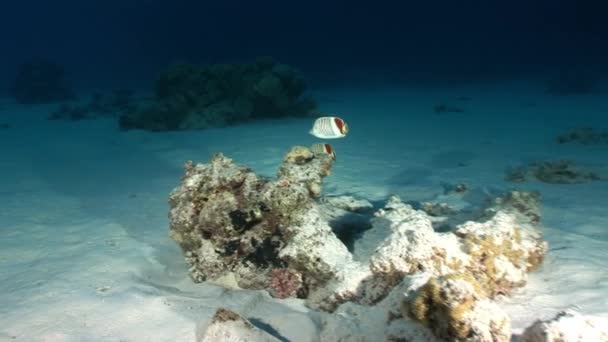 Peces mariposa en coral sobre fondo paisaje submarino en el Mar Rojo . — Vídeos de Stock