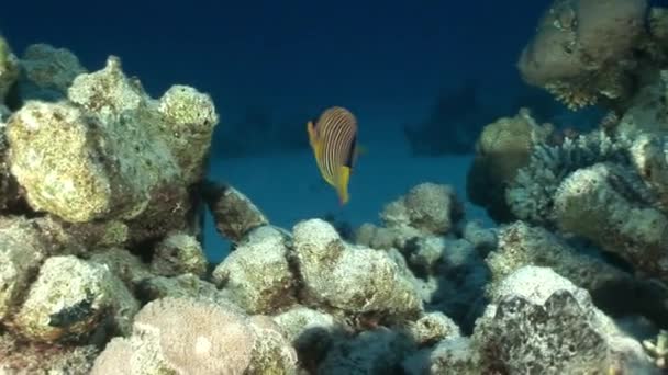 Butterfly fish in coral on background underwater landscape in Red sea. — Stock Video