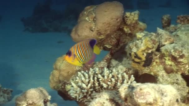Coral Red Sea'deki/daki sualtı manzara arka plan üzerinde Kelebek balık. — Stok video