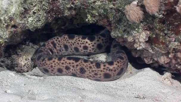 海鳗底部背景水下景观在红海. — 图库视频影像