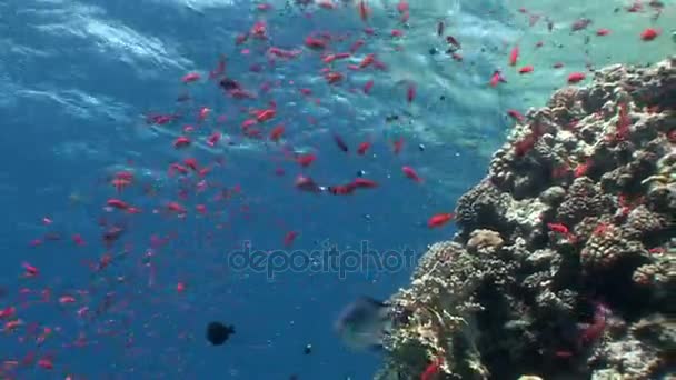 Σχολείο των ψαριών σε φόντο κοραλλιών υποβρύχια στην Ερυθρά θάλασσα. — Αρχείο Βίντεο
