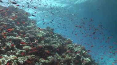 Arka plan mercan sualtı Red Sea'deki/daki üzerinde balık sürüsü.