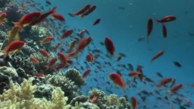 Arka plan mercan sualtı Red Sea'deki/daki üzerinde balık sürüsü.