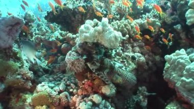 Red Sea'deki/daki sualtı manzara arka plan üzerinde sarı balık sürüsü.