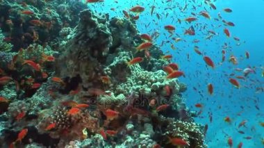 Red Sea'deki/daki sualtı manzara arka plan üzerinde sarı balık sürüsü.