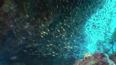 Şeffaf cam balık sualtı mercan Red Sea'deki/daki sürüsü.