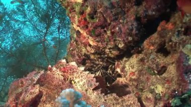 Arka planda Kızıldeniz'mercan şeffaf cam balık sürüsü.