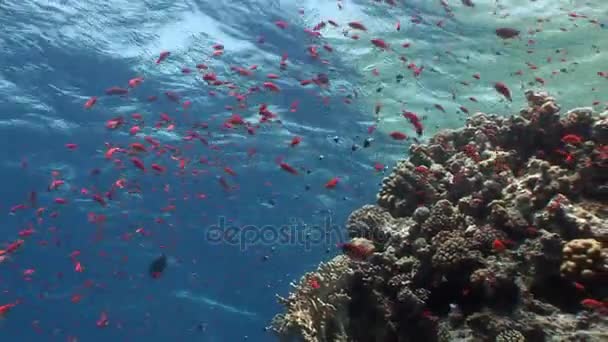 Escuela de peces en el fondo paisaje submarino en el Mar Rojo . — Vídeo de stock