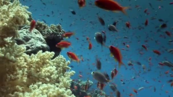 Red Sea'deki/daki sualtı manzara arka plan üzerinde balık sürüsü. — Stok video