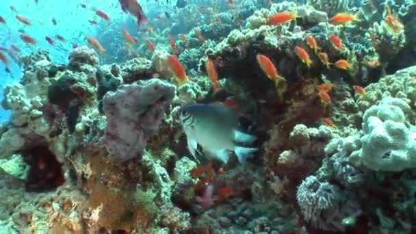 A háttérben a víz alatti táj, a Vörös-tenger sárga hal iskola. — Stock videók