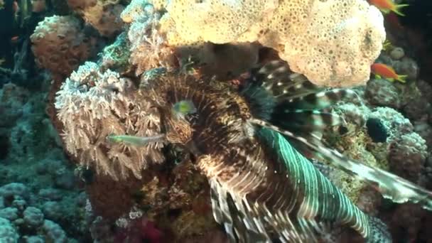 Scorpionfish dangerous toxic in corals underwater landscape in Red sea. — Stock Video