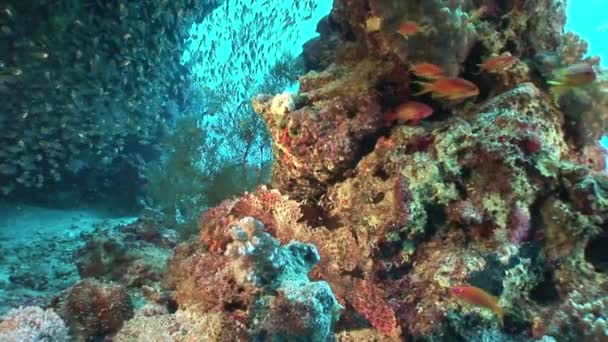 Szkoła ze szkła przezroczystego ryb pod wodą w koralowych w Morzu Czerwonym. — Wideo stockowe