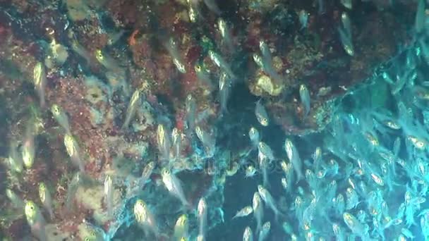 Ecole de poissons en verre transparent sur fond corail en mer Rouge .