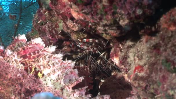 Peligrosos peces de piedra venenosa en el fondo en agua limpia y clara en el Mar Rojo . — Vídeos de Stock