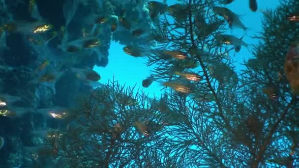 Escuela de peces de vidrio transparente sobre coral de fondo en el Mar Rojo . — Vídeo de stock