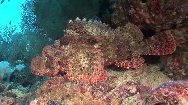 赤い海で水中のサンゴで危険な毒オコゼ. — ストック動画