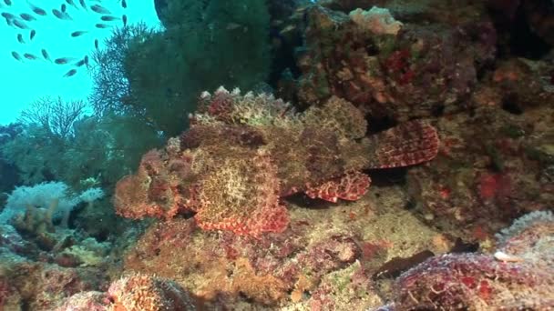 Dangerous poisonous stone fish on background underwater landscape in Red sea. — Stock Video