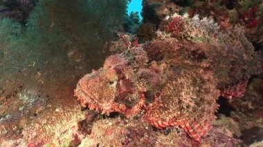 Mercan sualtı manzara Red Sea'deki/daki tehlikeli zehirli taş balık.