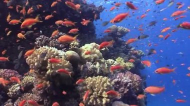 Red Sea'deki/daki sualtı manzara arka plan üzerinde balık sürüsü.