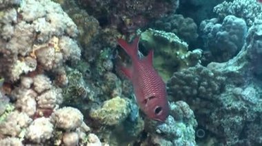 Mercan sualtı manzara Red Sea'deki/daki balık sürüsü.